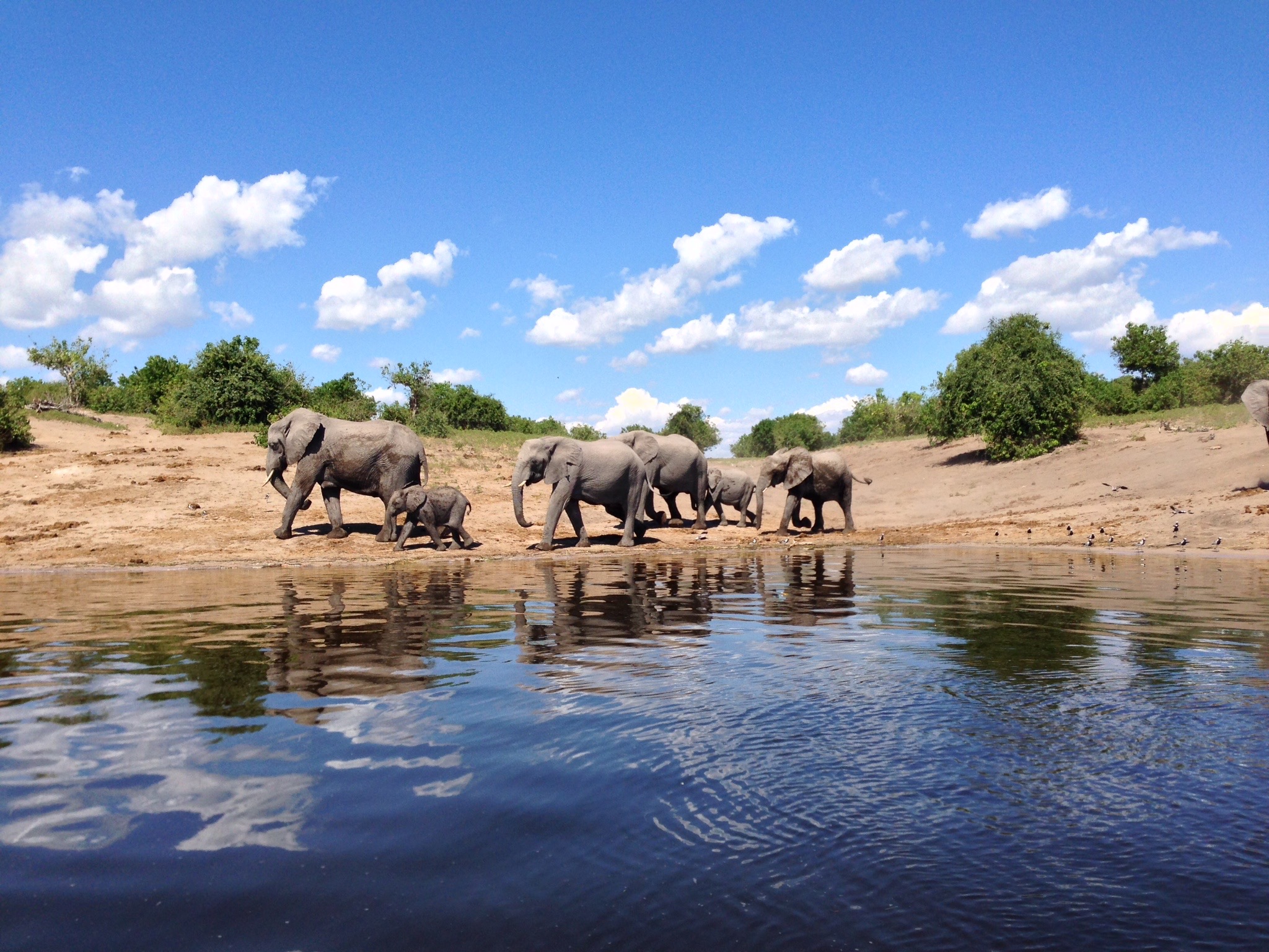 elefanti botswana